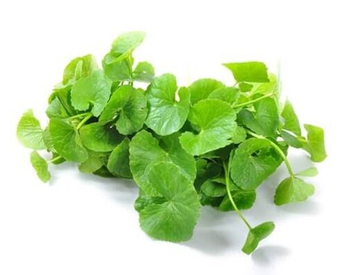 Predstonorm satur gotu kolu (Centella asiatica)